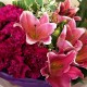 Carnation Lily Bouquet