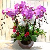 8 Phalaenopsis Orchids (Color of Your Choice)