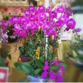 9 Orchids (Colour of your choice)