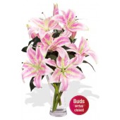 8 Oriental Lily in Vase