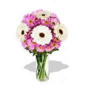 8pcs Gerberas and Chrysanthemum Vase Bouquet