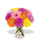 12 Red Yellow Pink and Orange Gerberas  in Vase 