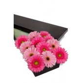 12 Pink Tones Gerberas Presentation Box