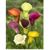 Calla Lily Bouquet