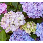 Hydrangea Bouquet