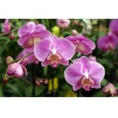 Phalaenopsis Orchid