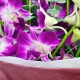 10pcs Thailand Orchids Bouquet