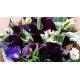 Purple Calla Lily Bouquet