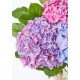 The Andrea Vase Bouquet - Three Hydrangea